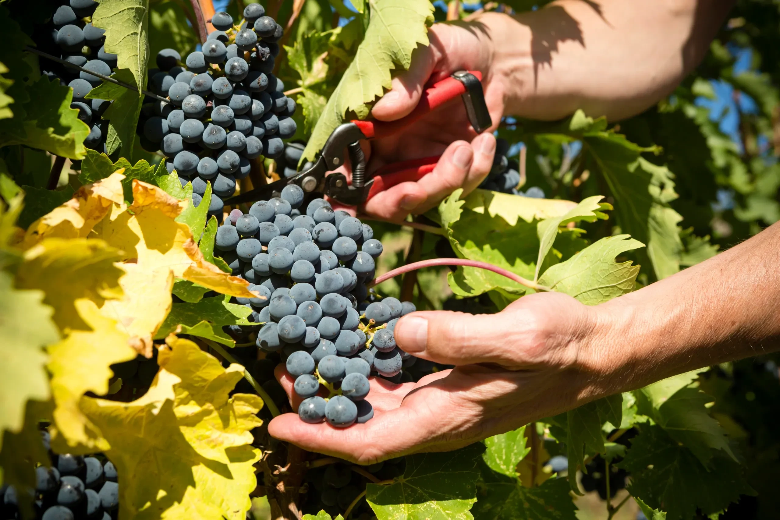 Okanagan Grape Harvest