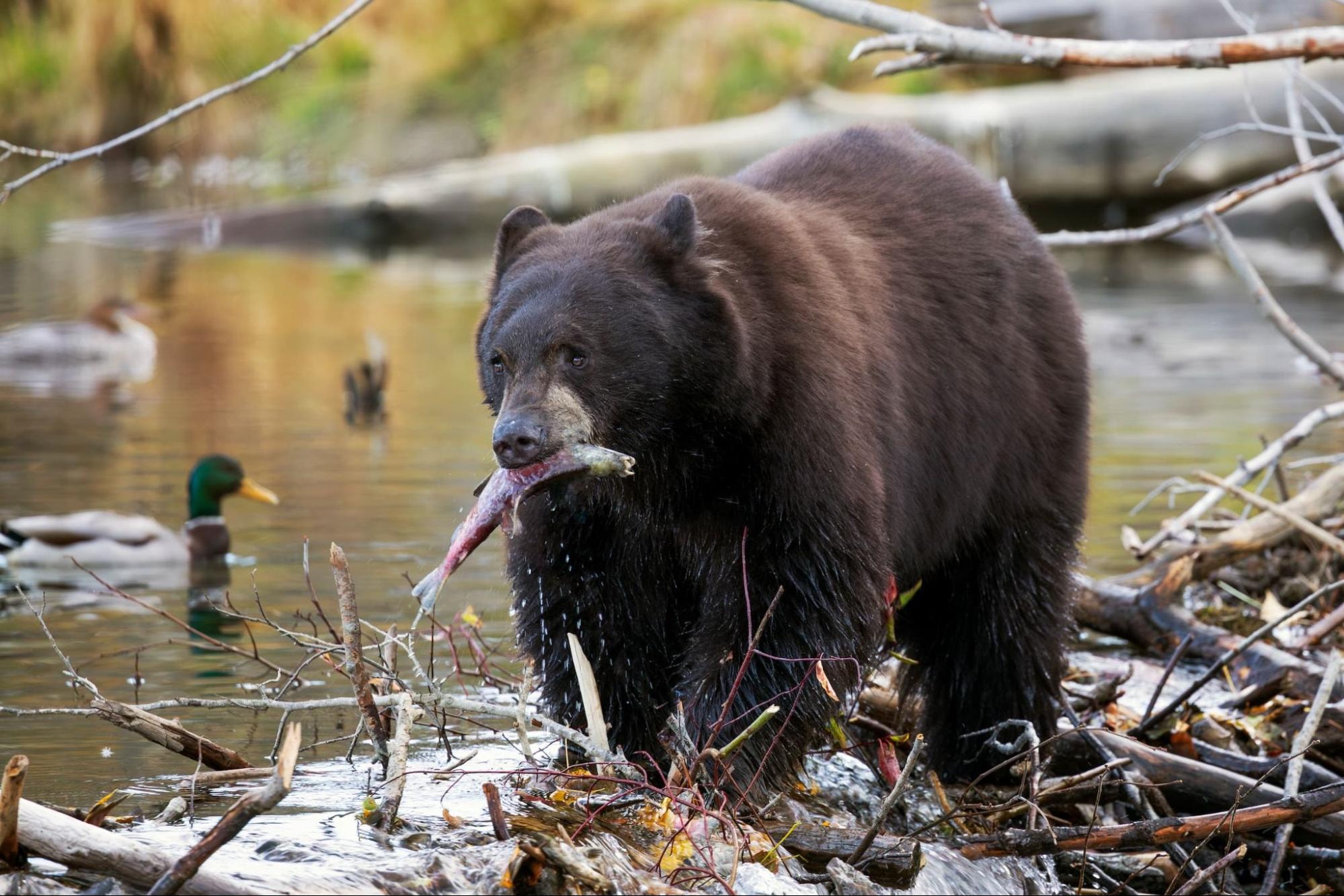 Black bear fishing in Wells Gray Provincial Park — Clearwater BC
