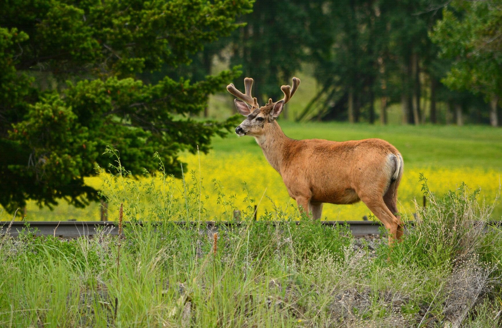 Mule deer in Wells Gray Provincial Park — Clearwater BC