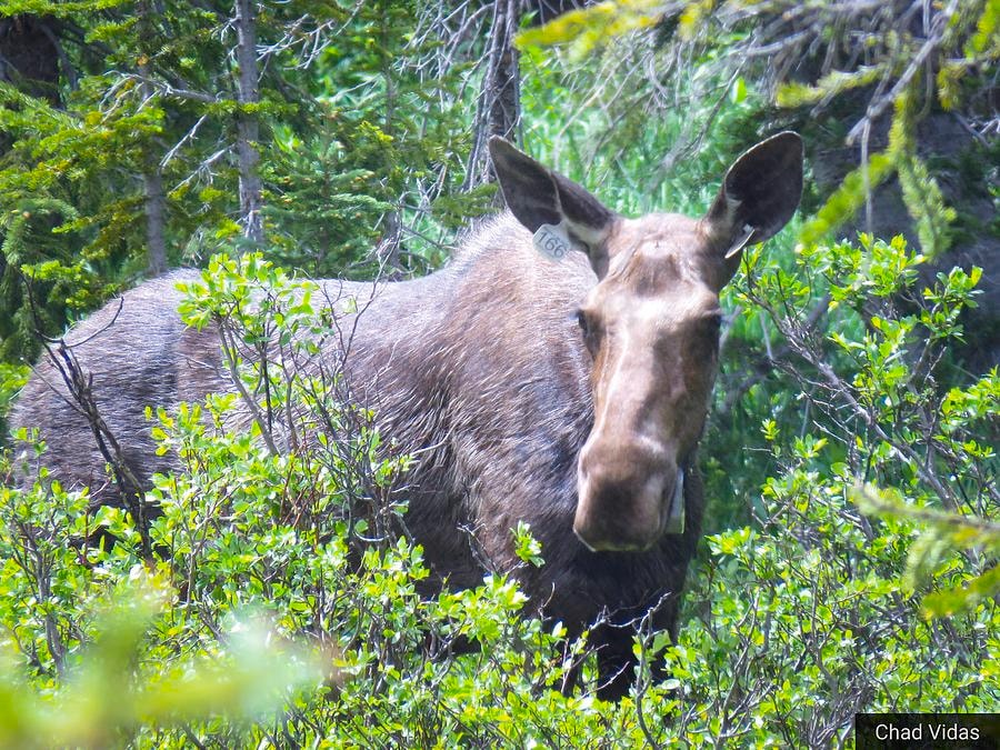 Moose in Wells Gray Provincial Park — Clearwater BC